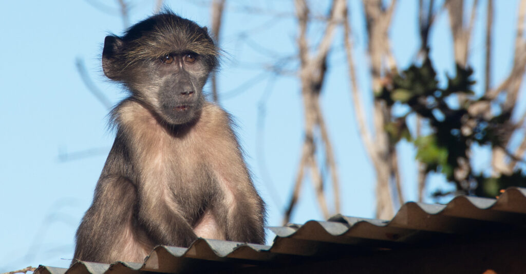 5 ways to deter vervet monkeys and chacma baboons 9 05 10 21 blog